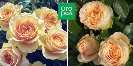 10 сортов роз, которые меняют цвет 10 сортов роз, которые меняют цвет