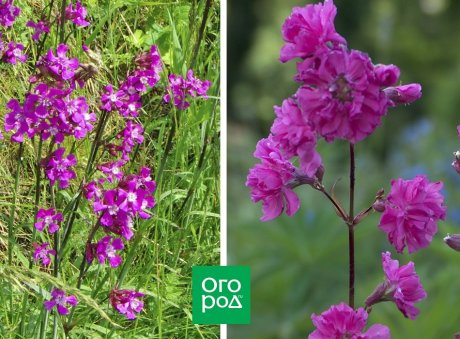 Чем полезна смолка и почему ее стоит посадить на участке Чем полезна смолка и почему ее стоит посадить на участке