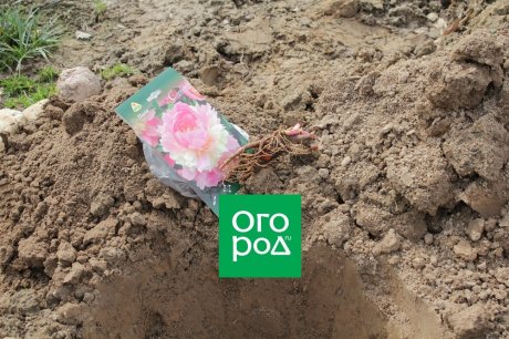 Почему не стоит покупать саженец пиона сейчас Почему не стоит покупать саженец пиона сейчас