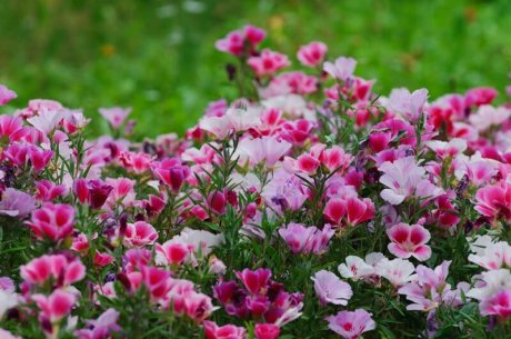 Цветы, которые не боятся заморозков, – подборка для северной клумбы Цветы, которые не боятся заморозков, – подборка для северной клумбы