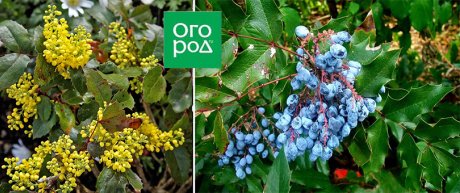 Самые интересные виды и сорта магонии для средней полосы Самые интересные виды и сорта магонии для средней полосы