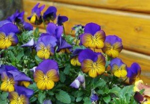 Какие цветы стоит купить и посадить в сентябре Какие цветы стоит купить и посадить в сентябре