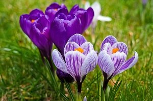 Какие цветы стоит купить и посадить в сентябре Какие цветы стоит купить и посадить в сентябре