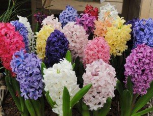 Какие цветы стоит купить и посадить в сентябре Какие цветы стоит купить и посадить в сентябре