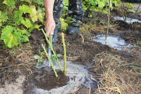 Подготовка роз к зиме: 10 осенних "нельзя" Подготовка роз к зиме: 10 осенних "нельзя"