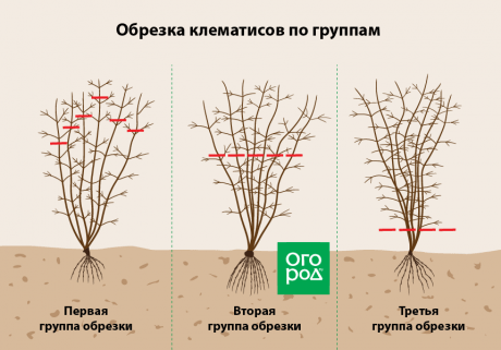Клематисы осенью: посадка, пересадка, уход, обрезка и подготовка к зиме Клематисы осенью: посадка, пересадка, уход, обрезка и подготовка к зиме