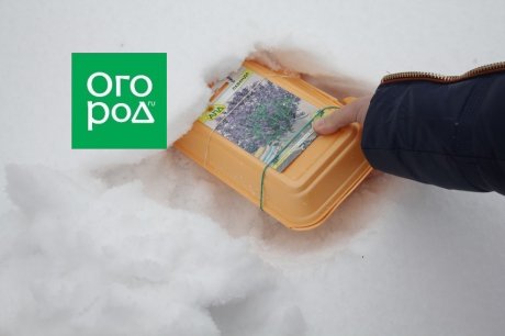 Стратификация семян многолетников &ndash; кому сколько нужно