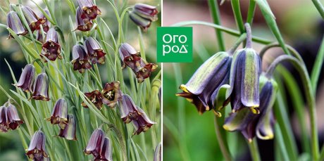 Не только рыжие и пестрые: 9+ ярких и очаровательных рябчиков Не только рыжие и пестрые: 9+ ярких и очаровательных рябчиков