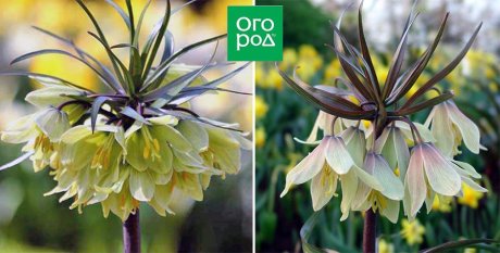 Не только рыжие и пестрые: 9+ ярких и очаровательных рябчиков Не только рыжие и пестрые: 9+ ярких и очаровательных рябчиков