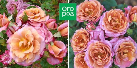10 сортов роз, которые меняют цвет 10 сортов роз, которые меняют цвет
