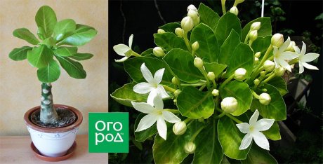 9 комнатных растений, которые не успели всем надоесть 9 комнатных растений, которые не успели всем надоесть