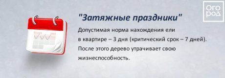 Переживет ли ель в кадке новогодние праздники? Развенчиваем мифы продавцов Переживет ли ель в кадке новогодние праздники? Развенчиваем мифы продавцов