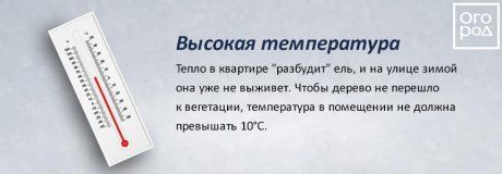 Переживет ли ель в кадке новогодние праздники? Развенчиваем мифы продавцов Переживет ли ель в кадке новогодние праздники? Развенчиваем мифы продавцов