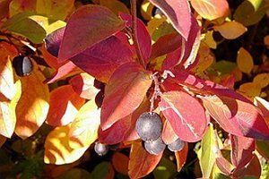 17 эффектных кустарников, которые украсят сад осенью 17 эффектных кустарников, которые украсят сад осенью