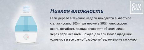 Переживет ли ель в кадке новогодние праздники? Развенчиваем мифы продавцов Переживет ли ель в кадке новогодние праздники? Развенчиваем мифы продавцов