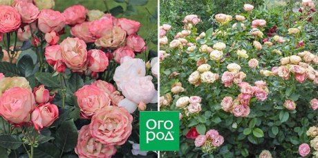 10 сортов роз, которые меняют цвет 10 сортов роз, которые меняют цвет