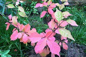 17 эффектных кустарников, которые украсят сад осенью 17 эффектных кустарников, которые украсят сад осенью