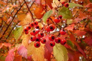 17 эффектных кустарников, которые украсят сад осенью 17 эффектных кустарников, которые украсят сад осенью