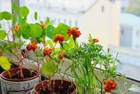 10 цветов, которые можно занести в квартиру 10 цветов, которые можно занести в квартиру