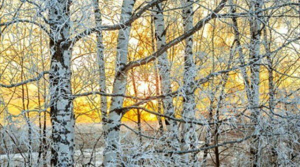 11 деревьев и кустарников с красивой корой, которые украсят зимний сад 11 деревьев и кустарников с красивой корой, которые украсят зимний сад