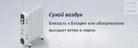 Переживет ли ель в кадке новогодние праздники? Развенчиваем мифы продавцов Переживет ли ель в кадке новогодние праздники? Развенчиваем мифы продавцов