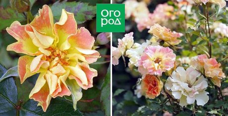 10 сортов роз, которые меняют цвет 10 сортов роз, которые меняют цвет
