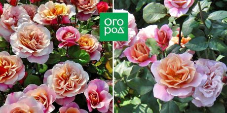 10 сортов роз, которые меняют цвет 10 сортов роз, которые меняют цвет